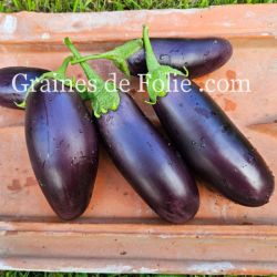 BIO AUBERGINE DIAMOND