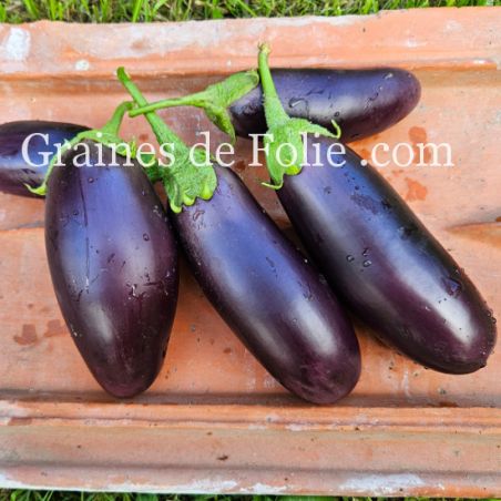BIO AUBERGINE DIAMOND