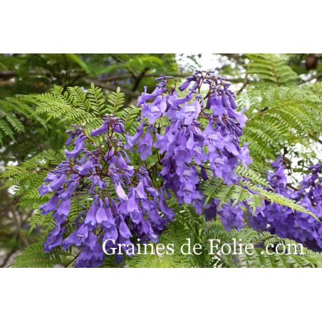  FLAMBOYANT BLEU Jacaranda mimosifolia graines seeds bonsai