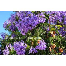  FLAMBOYANT BLEU Jacaranda mimosifolia graines seeds bonsai