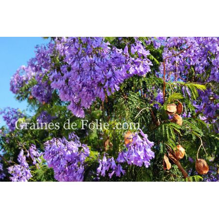  FLAMBOYANT BLEU Jacaranda mimosifolia graines seeds bonsai