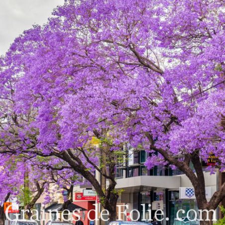  FLAMBOYANT BLEU Jacaranda mimosifolia graines seeds bonsai