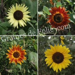TOURNESOL DES JARDINS fleurs à couper multi tête graines certifiée AB