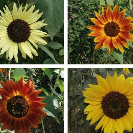 TOURNESOL DES JARDINS fleurs à couper multi tête graines certifiée AB