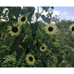 TOURNESOL DES JARDINS fleurs à couper multi tête graines certifiée AB