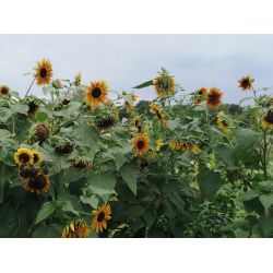 TOURNESOL DES JARDINS fleurs à couper multi tête graines certifiée AB
