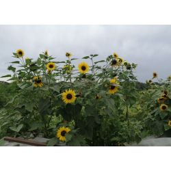TOURNESOL DES JARDINS fleurs à couper multi tête graines certifiée AB