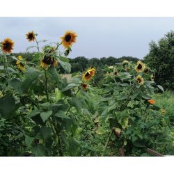 TOURNESOL DES JARDINS fleurs à couper multi tête graines certifiée AB