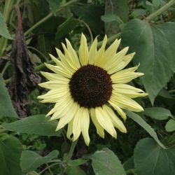 TOURNESOL DES JARDINS fleurs à couper multi tête graines certifiée AB
