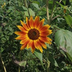 TOURNESOL DES JARDINS fleurs à couper multi tête graines certifiée AB