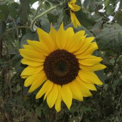 TOURNESOL DES JARDINS fleurs à couper multi tête graines certifiée AB