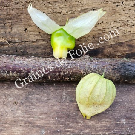 TOMATILLO QUEEN OF MALINALCA physalis sucré ixocarpa graines bio seeds