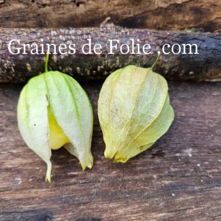 TOMATILLO QUEEN OF MALINALCA physalis sucré ixocarpa graines bio seeds