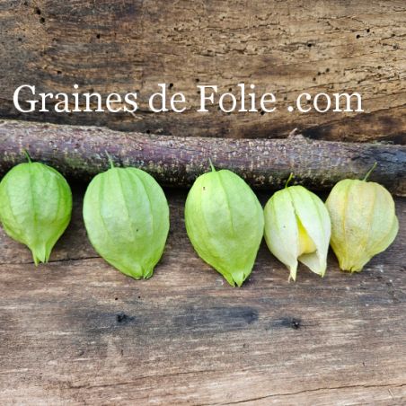 TOMATILLO QUEEN OF MALINALCA physalis sucré ixocarpa graines bio seeds