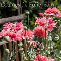  PAVOT PLUME ROSE Papaver somniferum laciniatum