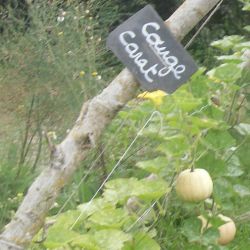 COURGE CARAT mini musquée graines potagères bio
