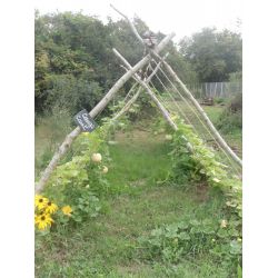 COURGE CARAT mini musquée graines potagères bio