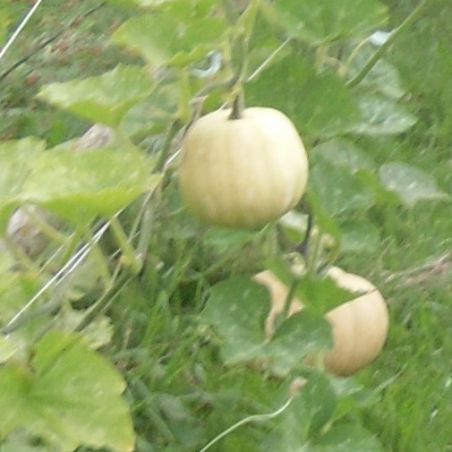 COURGE CARAT mini musquée graines potagères bio