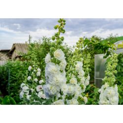  ROSE TREMIERE DOUBLE graines alcea rosea althaea