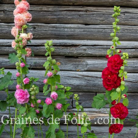  ROSE TREMIERE DOUBLE graines alcea rosea althaea