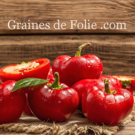 POIVRON DI CAPRIGLIO ROUGE ancienne variété Italienne graines semi bio