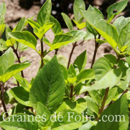  BASILIC REGLISSE graines certifiée Agriculture Biologique
