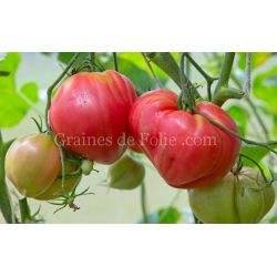 TOMATE DINNER PLATE variété ancienne coeur de boeuf semences bio