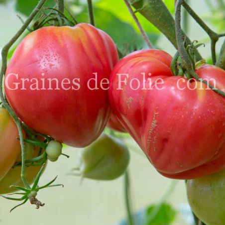 TOMATE DINNER PLATE variété ancienne coeur de boeuf semences bio