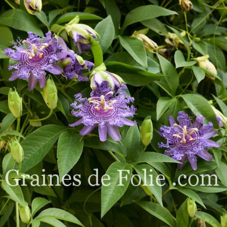  PASSIFLORE OFFICINALE passiflora incarnata graines seeds