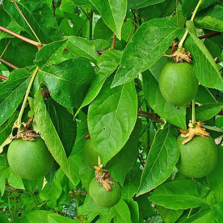  PASSIFLORE OFFICINALE passiflora incarnata graines seeds