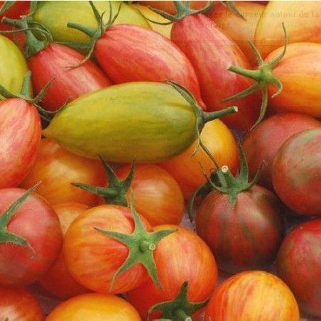 Bio Pack tomate TIGER + BUMBLE graines reproductibles