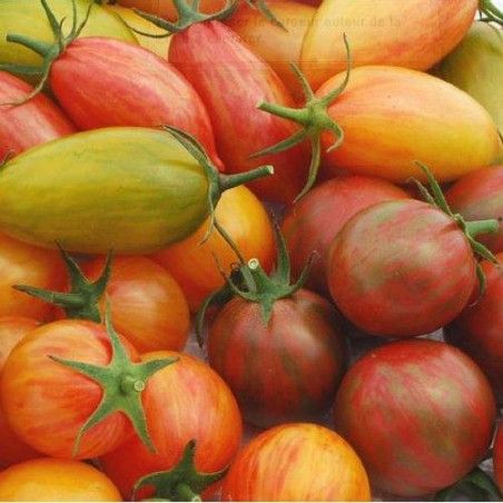 Bio Pack tomate TIGER + BUMBLE graines reproductibles