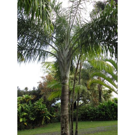 PALMIER PLUME Dypsis Madagascariensis