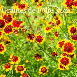 COREOPSIS ELEGANT
