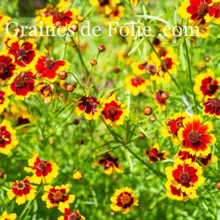 COREOPSIS ELEGANT