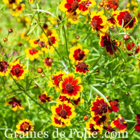 COREOPSIS ELEGANT coreopsis tinctoria