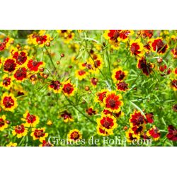 COREOPSIS ELEGANT