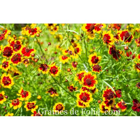 COREOPSIS ELEGANT