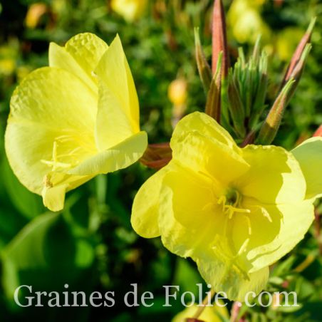 ONAGRE de LAMARCK Oenothera Lamarckiana