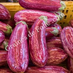 Aubergine LISTADA DE GANDIA BIO graines semences