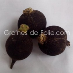 BIO RADIS NOIR ROND semences population BIO