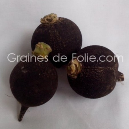 BIO RADIS NOIR ROND semences population BIO