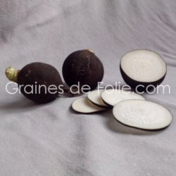 RADIS NOIR ROND semences Bio