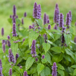 AGASTACHE ANISÉE Agastache foeniculum BiO