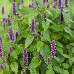 AGASTACHE ANISÉE Agastache foeniculum BiO