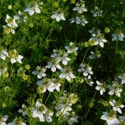 CUMIN NOIR Nigella Sativa