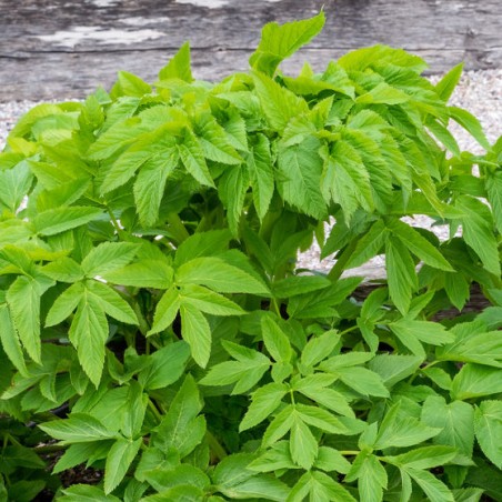 ANGELIQUE Angelica archangelica Agriculture BiO