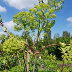 ANGELIQUE Angelica archangelica BiO