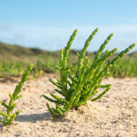 SALICORNE Salicornia europaea