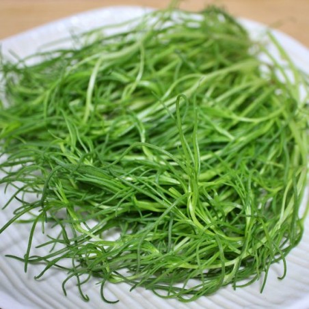 SALICORNE JAPONAISE Salsola komarovii
